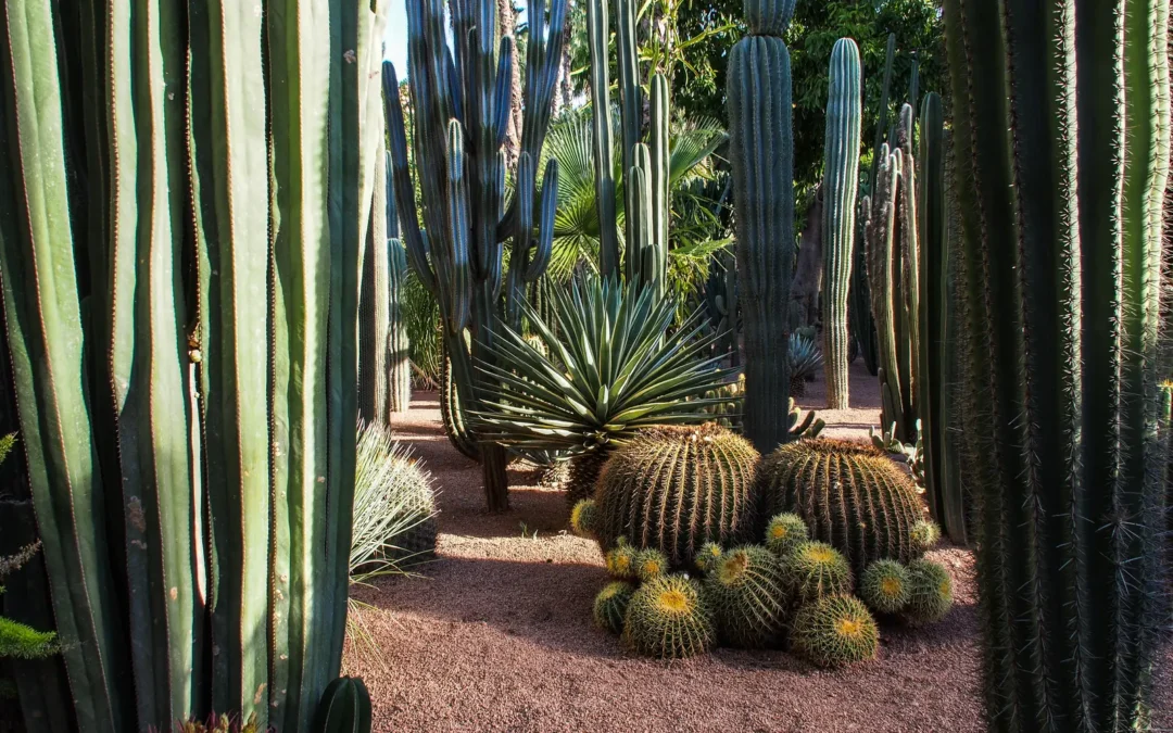 Majorelle Garden and the YSL Museum in Marrakech
