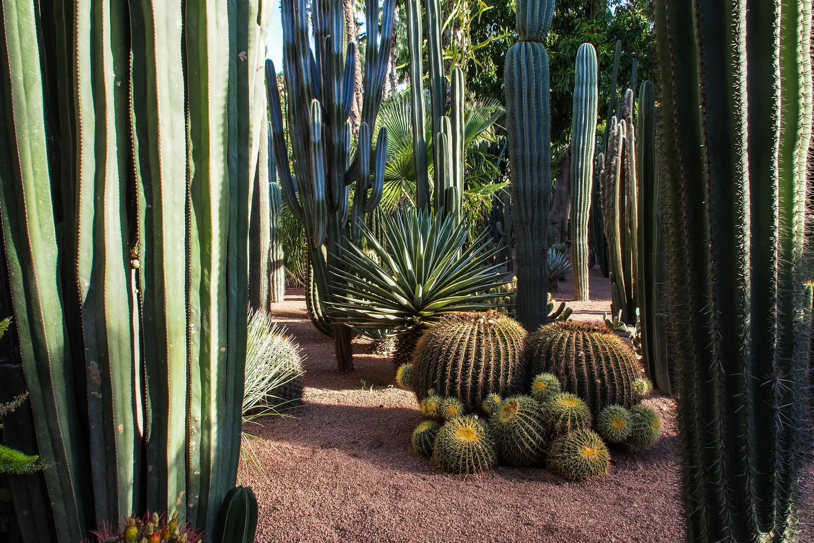 Jardin Majorelle, Marrakech