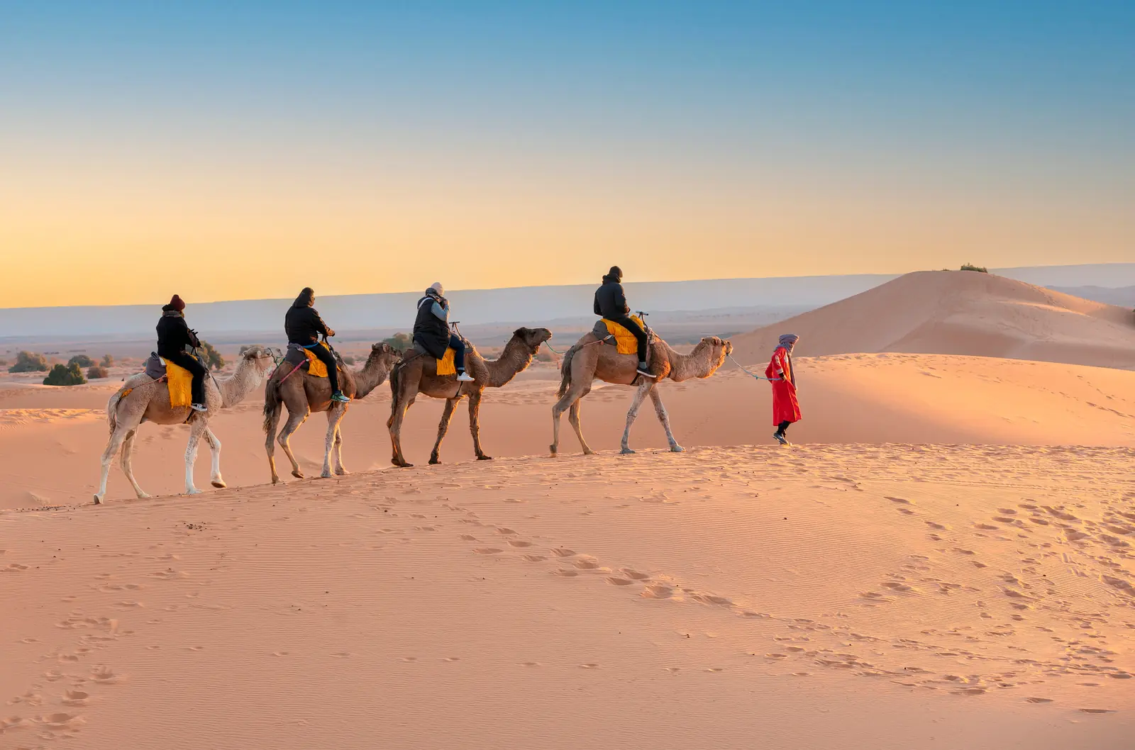 Camel caravan crossing Sahara dunes at sunset, Morocco